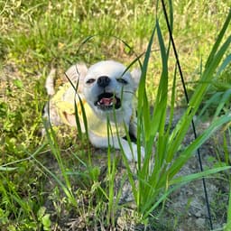 ブルーベリー畑のこめちゃん