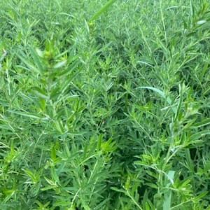 夏限定　2024二条大麦の茶　よもぎブレンドの口コミ・レビュー(ろくさんさん)