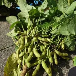 【今季販売終了】2025年度＜丹波黒枝豆＞猪名川町産の口コミ・レビュー(じるこさん)