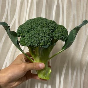 無農薬 ブロッコリー