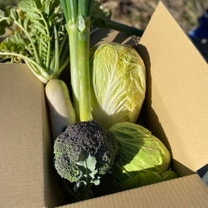 無農薬　旬の野菜セット2025-2026年【冬野菜】農家オススメセット/キャベツ・ブロッコリー・白菜・大根・人参など日常便利な野菜詰め合わせ