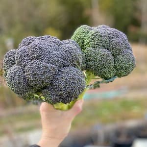【義援金】無農薬 ブロッコリー