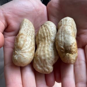 【今季完売】2025掘り立て　なま落花生「おおまさり」の口コミ・レビュー(まるさん)