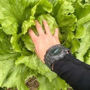 【完売御礼】2024冬　無農薬　レタス2玉の口コミ・レビュー(たーさん)