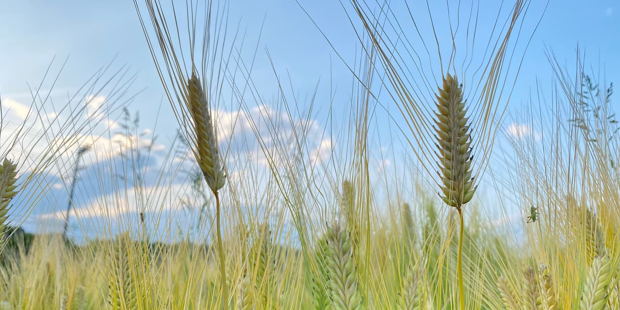 dohsakafarm-plough-ロゴ