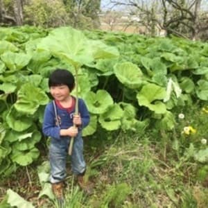 自然栽培の蕗（ふき）の口コミ・レビュー(美里さん)