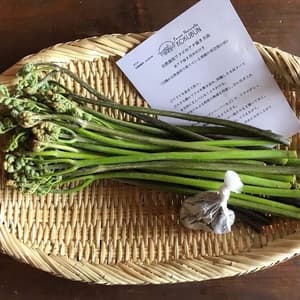 自然栽培のワラビ（アク抜き用木灰付）