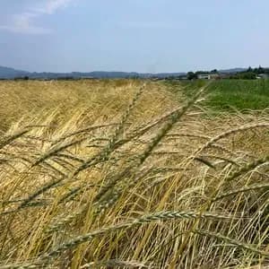 自然栽培のスペルト小麦のレビュー