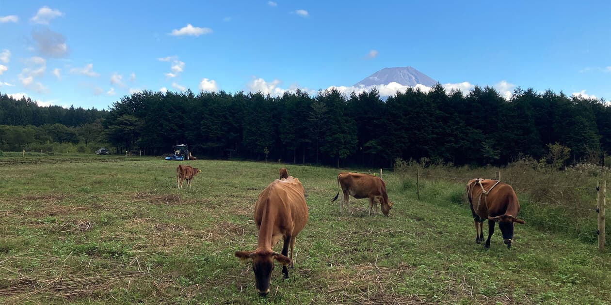 ふもとのジャージー牧場ロゴ
