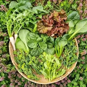 無農薬無化学肥料 旬の野菜セット（現在は春野菜セット♪）の口コミ・レビュー(ぱふさん)