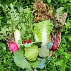 無農薬無化学肥料 旬の野菜セット（現在は春野菜セット♪）のレビュー