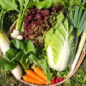 【限定福袋】無農薬無化学肥料 信州冬野菜セット8品目