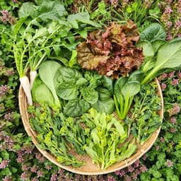 春野菜セット販売中です🌸