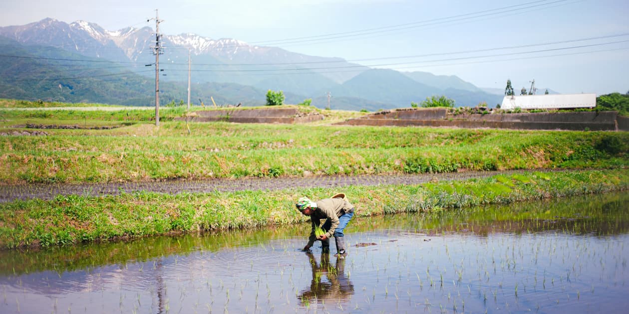 種からごはん ふたばたけロゴ