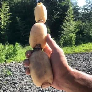 【自然栽培】甘くてシャキシャキ！ご馳走畑のご馳走れんこん　珍しい静岡県産（ご家庭用・1kg）の口コミ・レビュー(24ta さん)