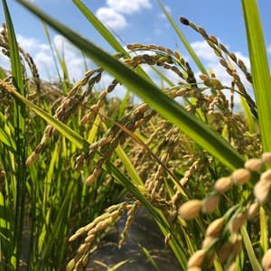 【令和7年産】自然栽培「ササシグレ」 はざかけ天日干し  玄米　（静岡県産）の口コミ・レビュー(いるかさん)