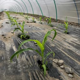 ヤングコーンの成長