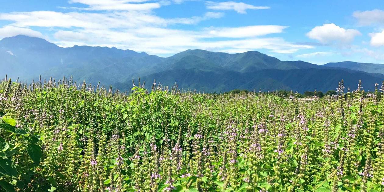 八ヶ岳 花笑み菜園ロゴ