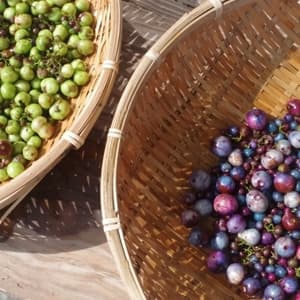 2024 年度カラー混合・うまぶどう果実【冷凍】青系多め