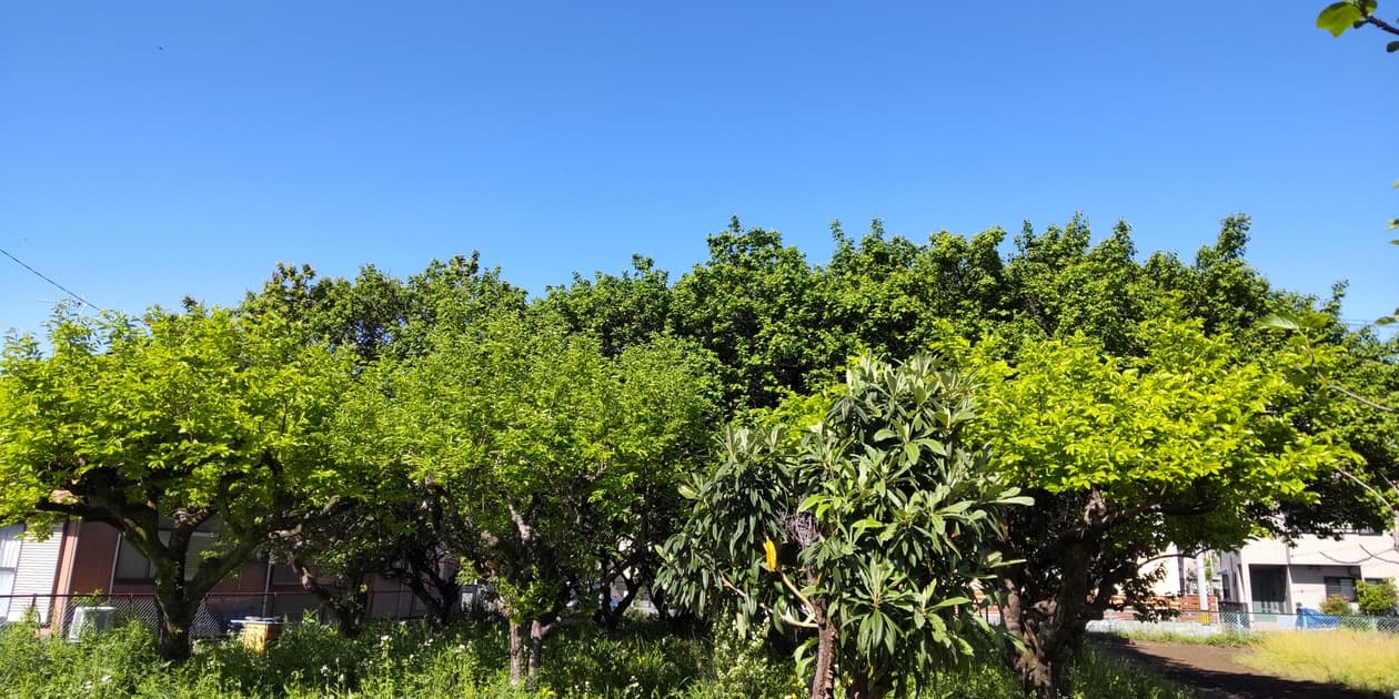 はっぴぃ農園ロゴ