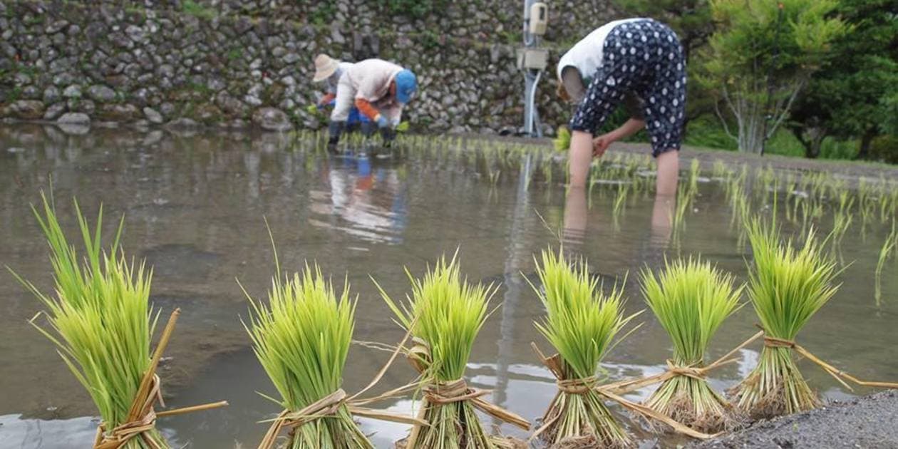  Kumano はしもと屋ロゴ