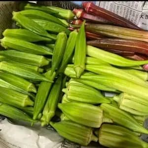 《農薬・肥料不使用》生でも美味しいオクラの口コミ・レビュー(ウラノさん)