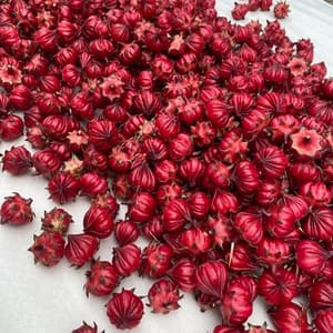 《農薬・肥料不使用》ハイビスカスローゼル　生の口コミ・レビュー(くみこさん)