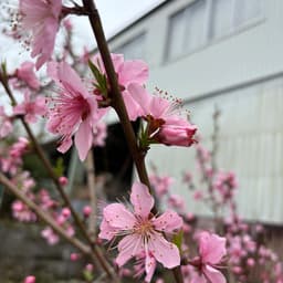 今年は実がなるかも？