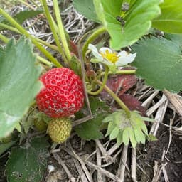 今年もいよいよ