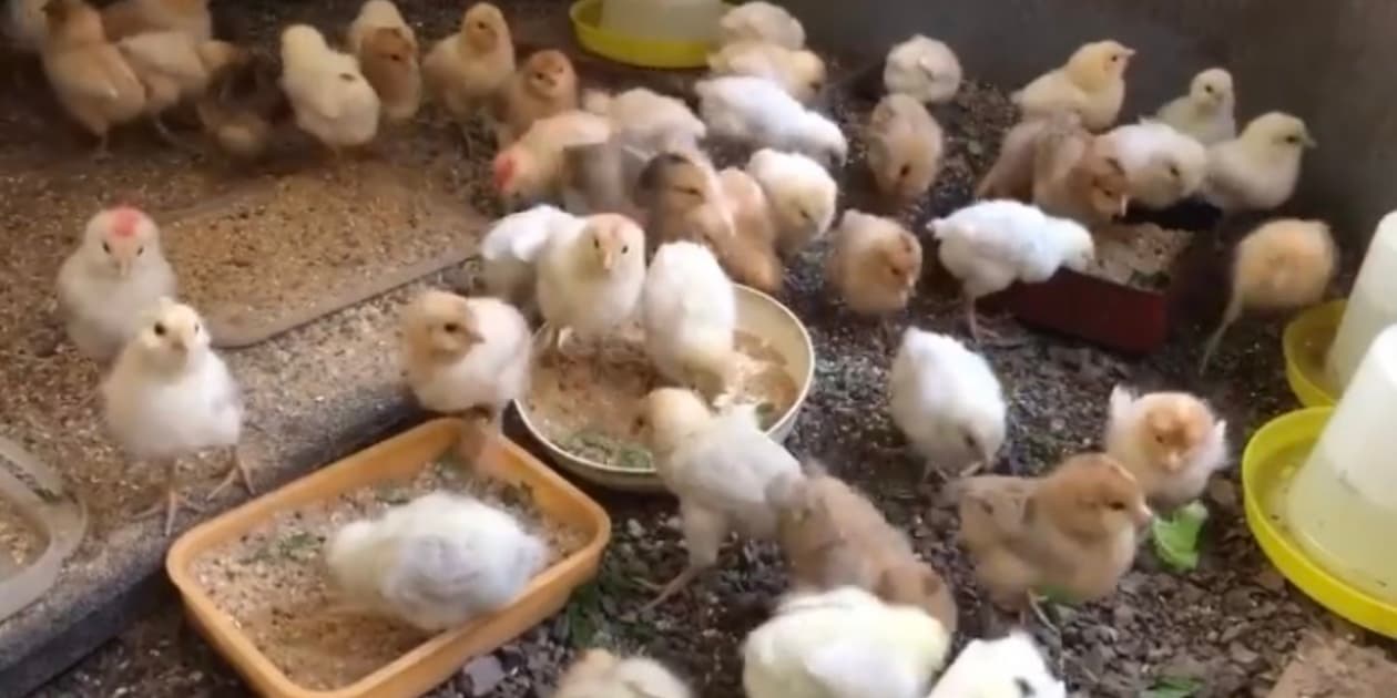 おやまの農園ほーんびるロゴ