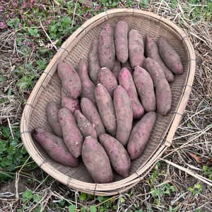【販売終了】◆新芋/土付き◆南阿蘇産 紅はるか (農薬・肥料・除草剤不使用栽培）