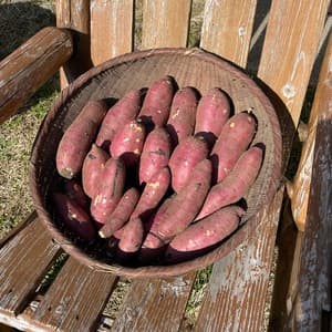 令和5年 南阿蘇村産 シルクスイート（農薬・化成肥料・除草剤不使用栽培）