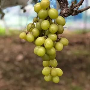 自然栽培 森のぶどう【農薬/肥料/ホルモン剤不使用シャインマスカット】ギフト用は別商品であります。の口コミ・レビュー(リコレフアさん)