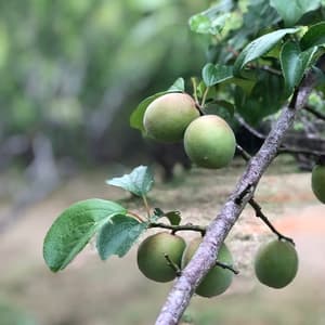 自然栽培 青梅 【有機JAS認証】  無選別の口コミ・レビュー(ゆゆさん)