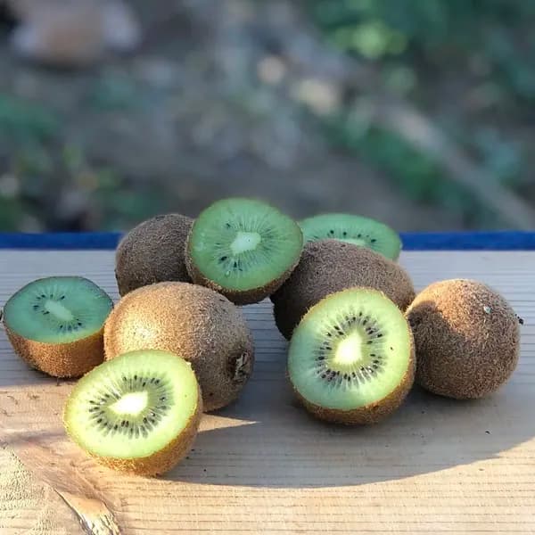 規格外 SSサイズ グリーンキウイ 