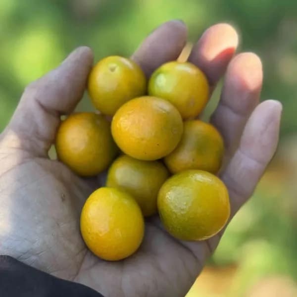 自然栽培 金柑【キンカン】　皮ごと食べて風予防にも
