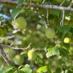 青梅の発送について