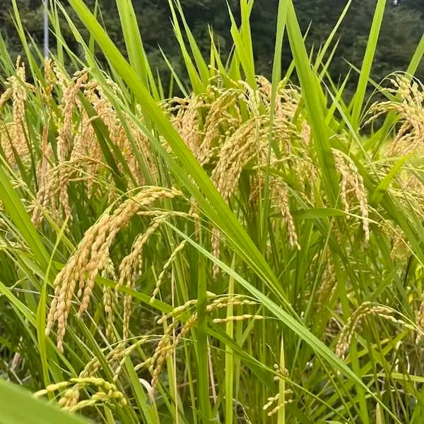 【令和7年度産】山形県の山水育ち天日干し米＜希少品種・山形95号＞農薬・化学肥料不使用