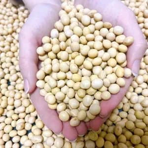 大豆　農薬不使用•無施肥の口コミ・レビュー(さくらさん)