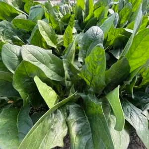 ほうれん草の口コミ・レビュー(レ－ヌママさん)