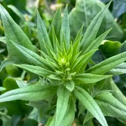 初めてのトラクター