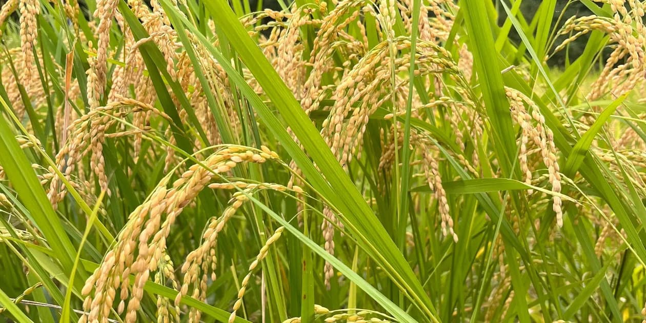 いな穂の波ロゴ