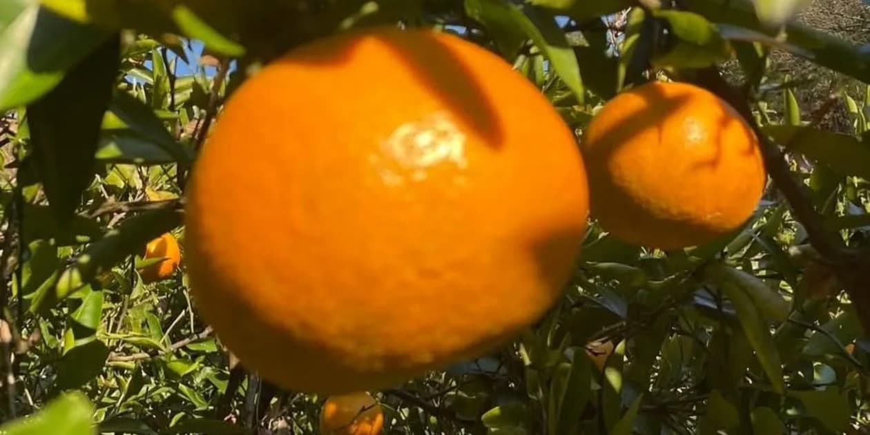 いやさか自然農園 in 下灘ロゴ