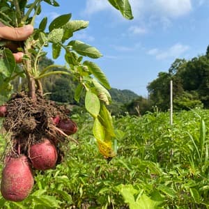 【自然栽培】アンデスレッド 赤じゃがいも（肥料・農薬不使用）の口コミ・レビュー(さくらさん)