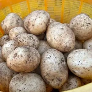 【自然栽培】ニシユタカ じゃがいも 肥料・農薬不使用の口コミ・レビュー(さくらさん)