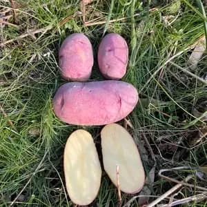 【自然栽培】レッドムーン 赤じゃがいも（肥料・農薬不使用）の口コミ・レビュー(よつばのクローバーさん)