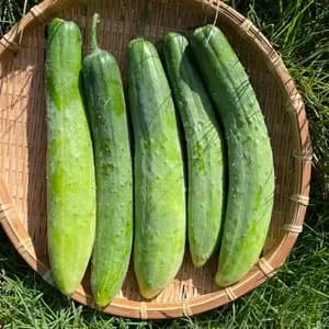 【自然栽培】きゅうり　シャキシャキで美味しいキュウリです！（胡瓜）