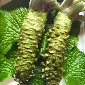 最高級品種！無農薬　真妻わさび１２０g