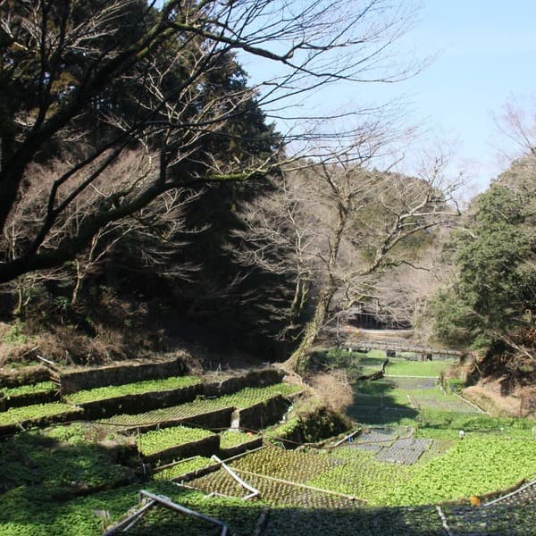 天城山麓の恵みワサビ！　１２０g以上