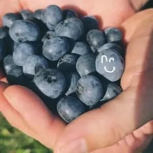 完全自然栽培【完熟生ブルーベリー】 無洗浄・ブルーム付きの新鮮なままクール便でお届けの口コミ・レビュー(無さん)